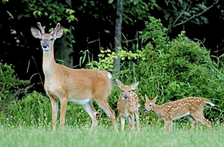 Hunter From TV Show “The Game” Receives Lifetime Hunting Ban After Illegally Killing Deer In Kansas