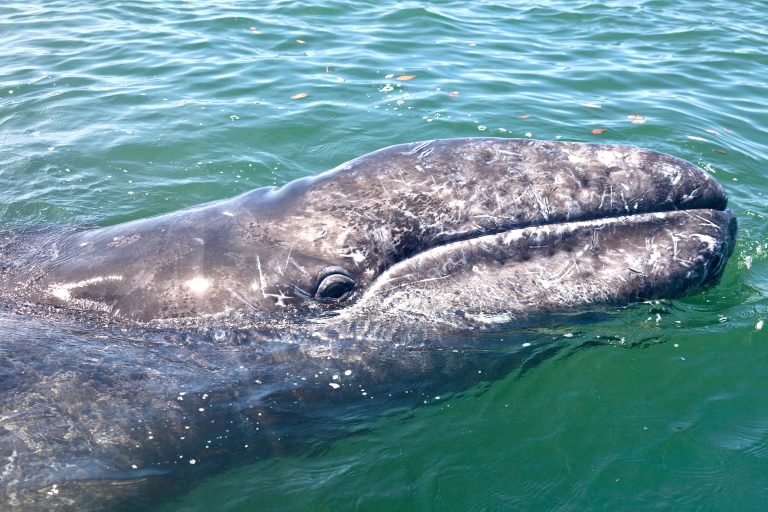 Lawsuit Seeks To Protect Whales From Ship Strikes Off The California Coast