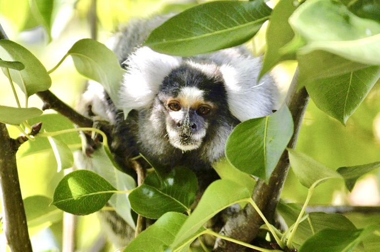 From Cage To Sanctuary: Rescued Marmosets Find New Life At Black Beauty Ranch