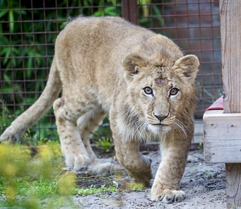 Lion Cub Rescued From Illegal Captivity In The Czech Republic Begins New Life At FELIDA Big Cat Sanctuary