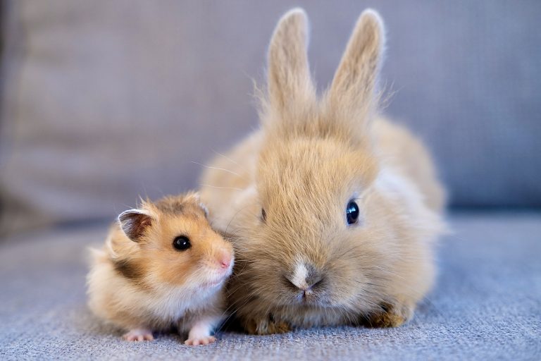 West Hollywood Becomes First U.S. City To Ban The Retail Sale Of Animals