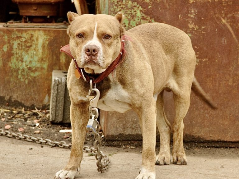 Former NFL Player Convicted Of Operating Large-Scale Dog Fighting & Trafficking Ring in Oklahoma