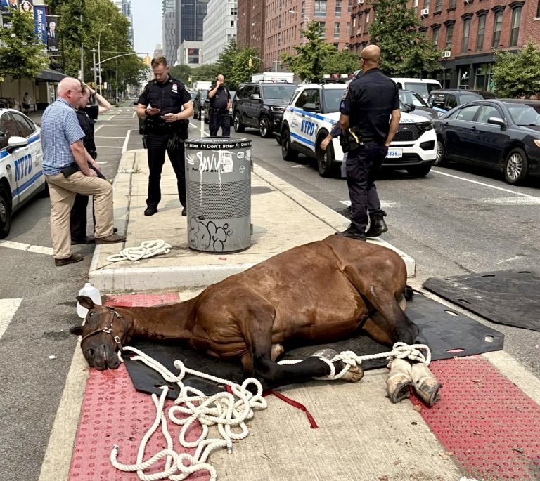 Carriage Horse Named Lady Collapses & Dies In NYC: Another Reminder Why This Industry Must Be Banned!