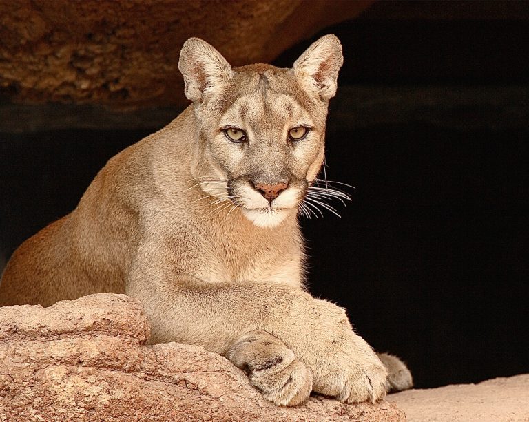 Tragedy In Malibu: Mountain Lion Shot & Killed After Attacking 11-Year-Old Girl