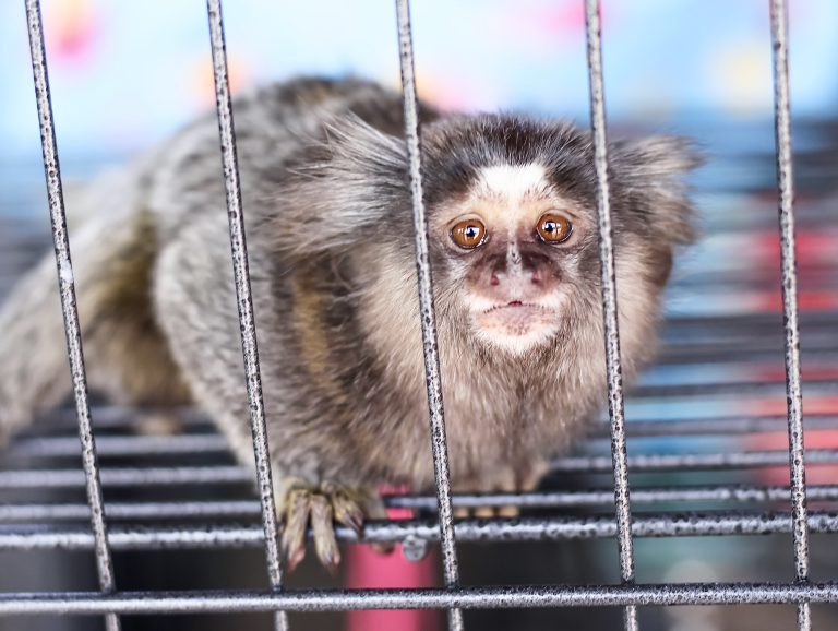 Victory! UMass Shuts Down Lab Experiments On Marmosets After Years Of Horrific Cruelty Exposed