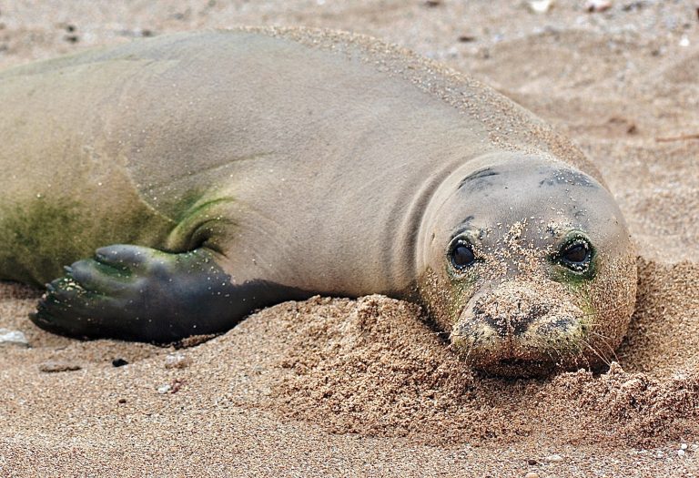 Victory! Hawaiian Court Bans Commercial Fishing In Pacific Islands Marine National Monument