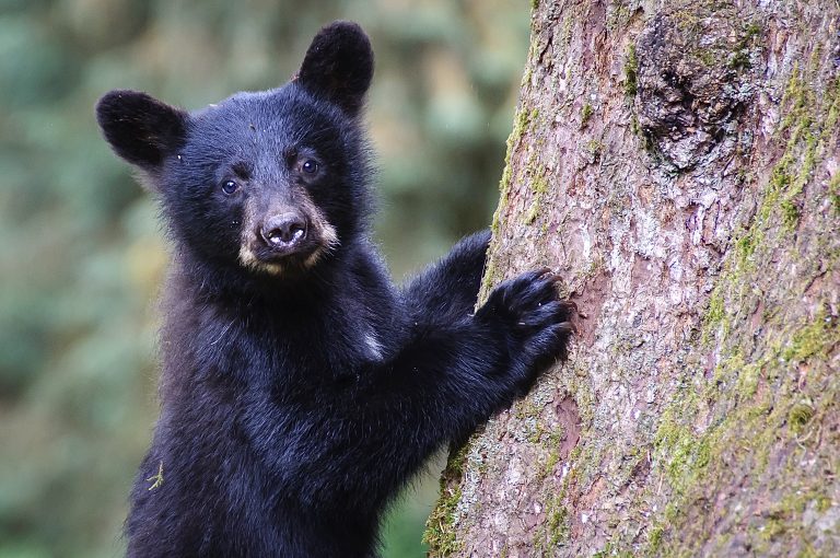 Take Action! Bears Under Threat As California & Florida Consider Trophy Hunting Proposals