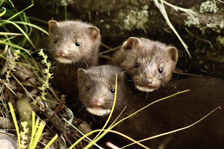 Victory For Animal Welfare As Bulgarian Supreme Court Upholds Fur Farming Ban