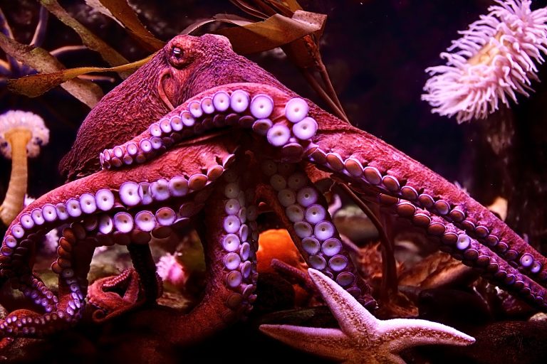 Take Action! New York Bill Aims To Ban Serving Live Octopus & Fish At Restaurants