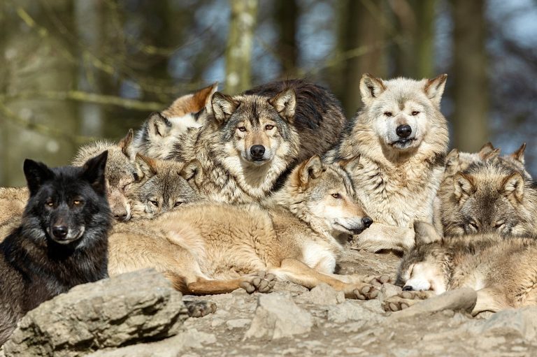 Outrage & Devastation: Montana Approves The Killing Of Up To 558 Wolves This Season