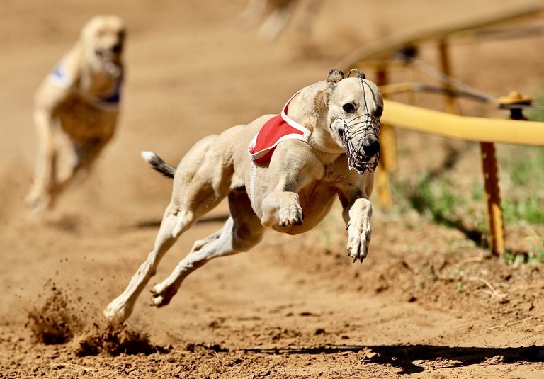Lawmakers Push To Ban Greyhound Race Betting In The U.S. With Introduction Of New Bill 