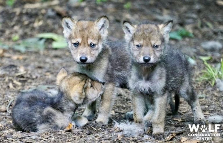 Federal Agents Kill Critically Endangered Mexican Gray Wolf Pup; Only 286 Remain In The Wild