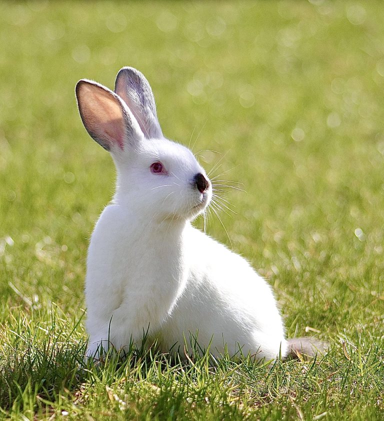 Major Victory! Brazil Becomes The 45th Country To Ban Cruel Animal Testing For Cosmetics