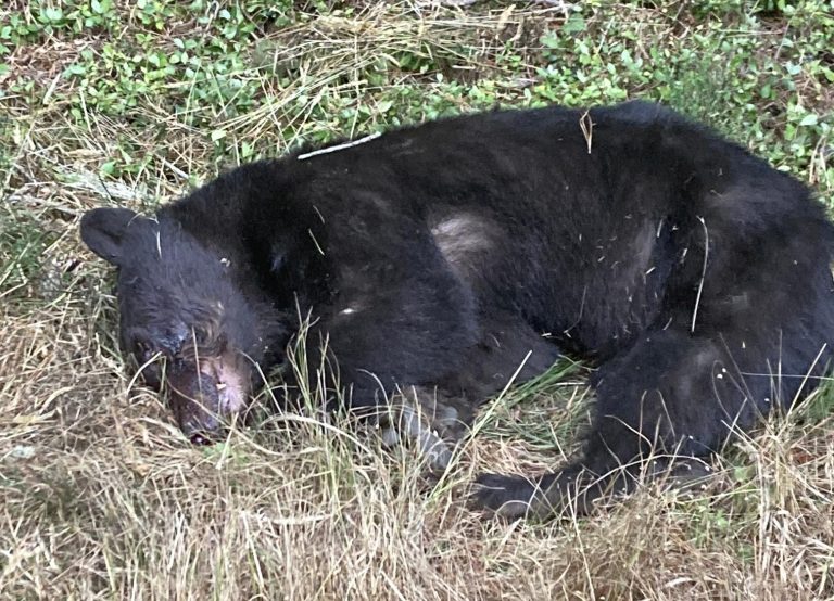 Disturbing Case: Mother Bear & Cub Illegally Shot In Humboldt County, California