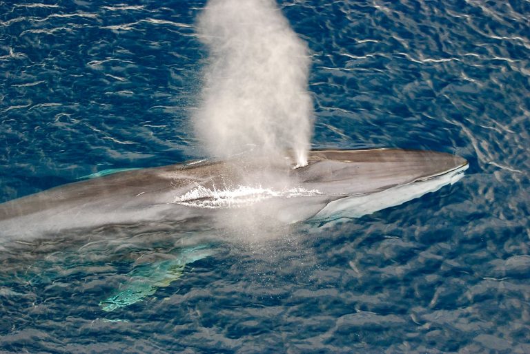 American Tourists Urged To Help Protect  Iceland’s Whales By Refusing Whale Meat While Visiting