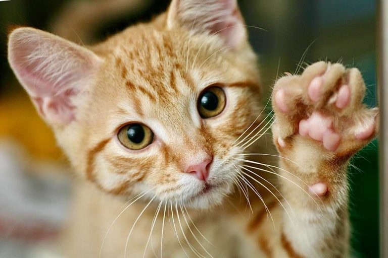 Victory! California Makes History By Officially Banning Cruel Cat Declawing
