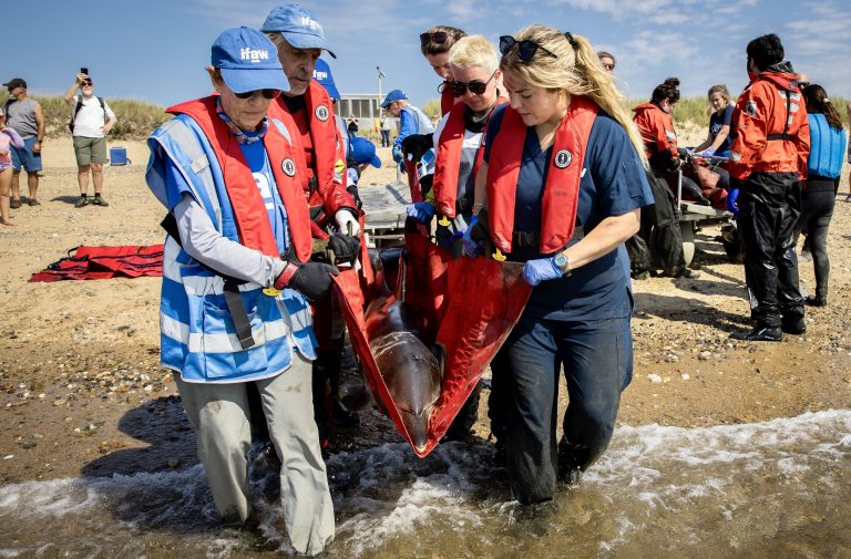 Rescuers Save 12 Dolphins After Mass Stranding In Two-Day Effort In Cape Cod