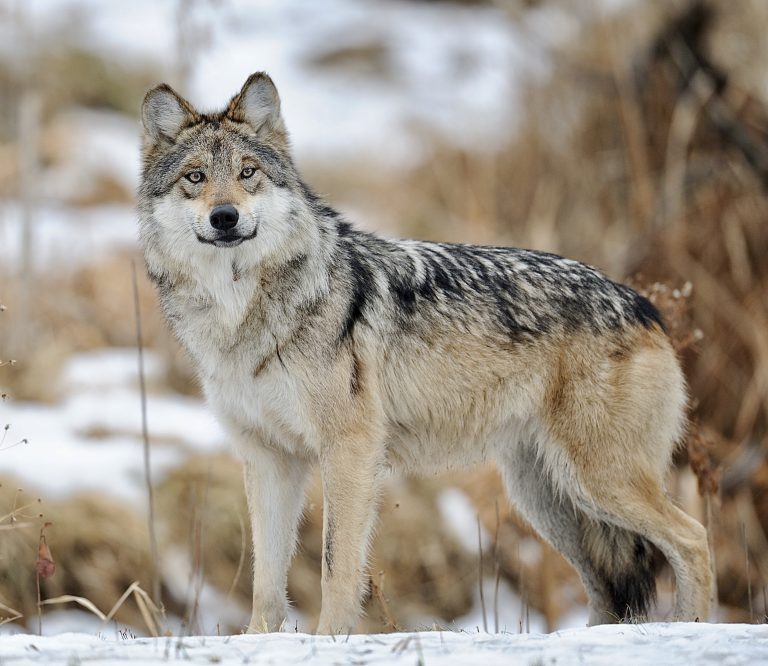 Mexican Gray Wolves On The Verge Of Genetic Collapse; Urgent Action Needed By U.S. Wildlife Agencies