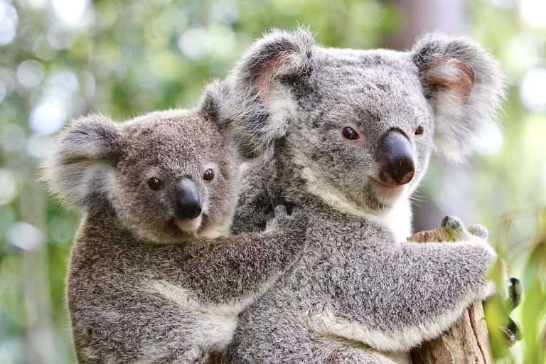 Historic Win: Australia Establishes Great Koala National Park—Sadly, 2025 Marks Worst Year For Habitat Loss