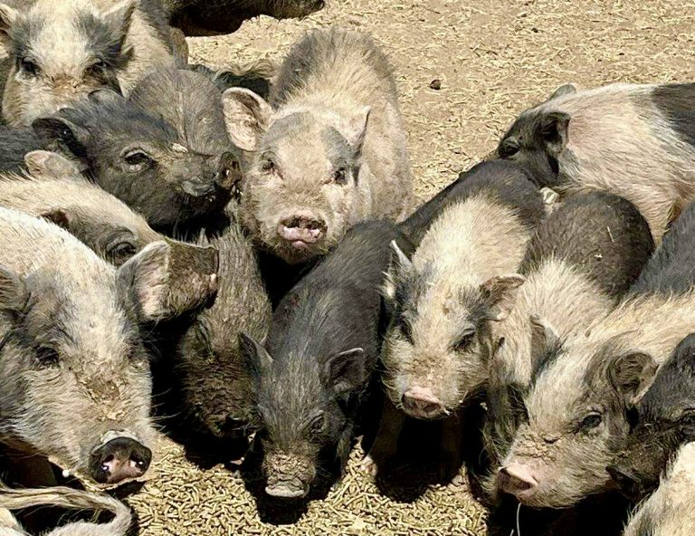 California’s Pig Crisis: Over 100 Lives Hang In The Balance As Rescuers Race Against Time