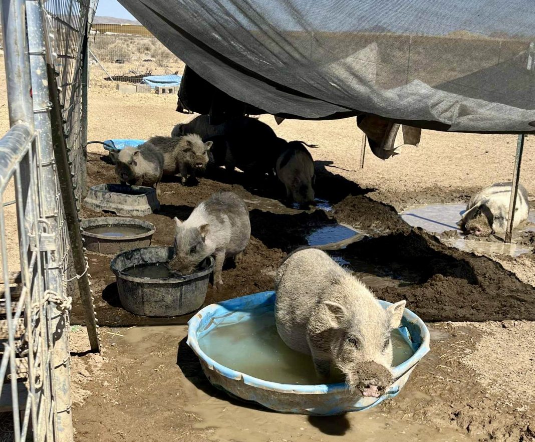 California’s Pig Crisis: Over 100 Lives Hang In The Balance As Rescuers ...