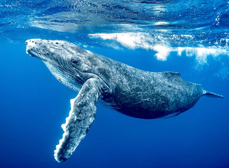 42 Nations Face U.S. Seafood Ban In Order To Protect Whales & Dolphins
