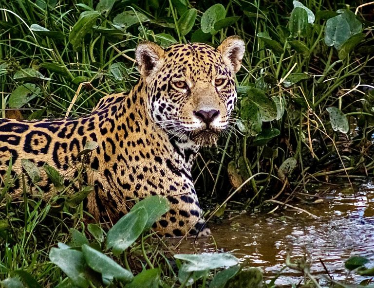 Victory! Mexico, Guatemala & Belize Unite To Protect 5.7 Million Hectares of Rainforest