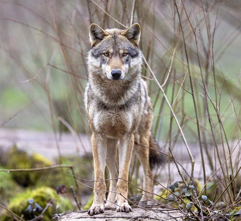 Victory! Initiative To End Wolf Releases In Colorado Fails To Collect Sufficient Signatures