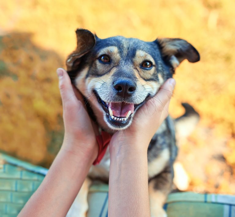 Animal Abuse Task Force Established In The U.S., Comprised Of Federal & Local Law Enforcement