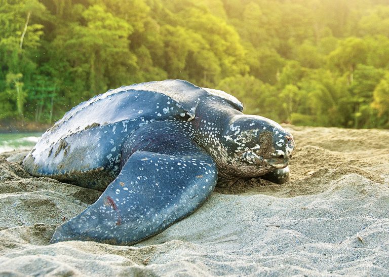 U.S. Considers Protecting Leatherback Sea Turtle Nesting Beaches In Puerto Rico