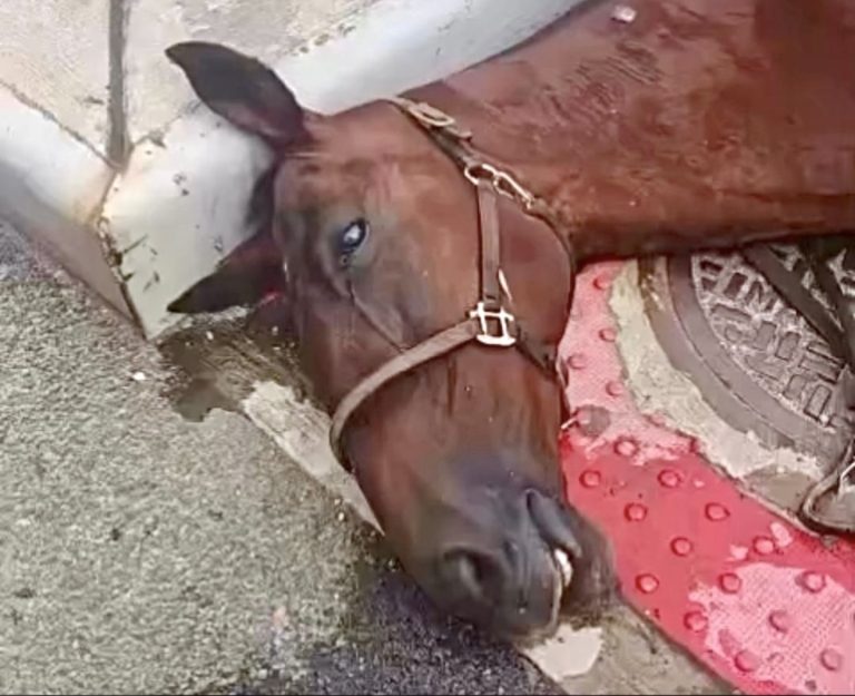 New York City Mayor Eric Adams Supports A Full Ban On Cruel Horse Carriages; Action Still Needed!