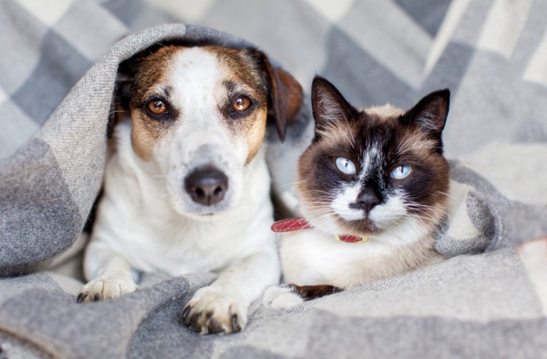 Denver Passes Ban On The Sale Of Dogs, Cats, And Rabbits: Bill Waiting For Mayor’s Signature 