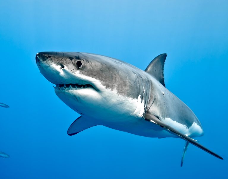 Shocking Study Reveals Endangered Sharks Being Illegally Sold In U.S. Markets