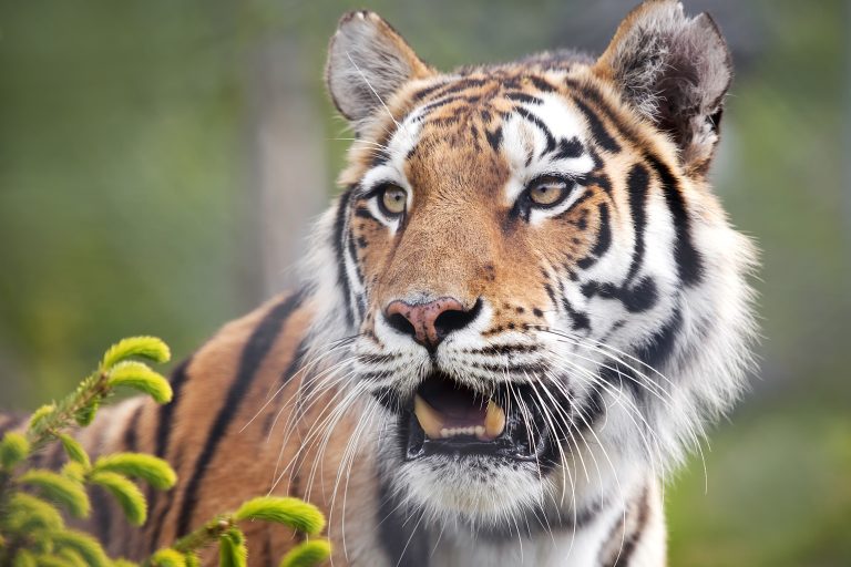 Tragedy As Tiger Kills Former Circus Trainer With Ties To Joe Exotic