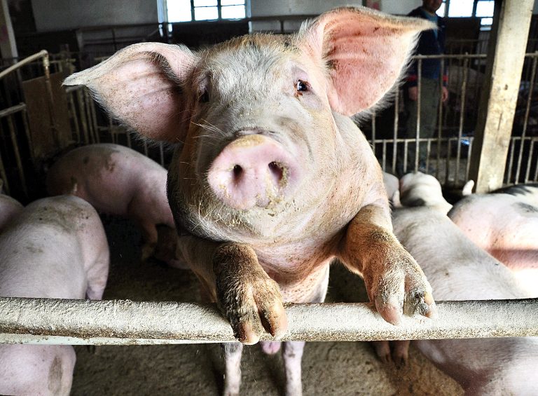 Humane Transport Of Farmed Animals Act Reintroduced Following Alarming Animal Welfare Violations