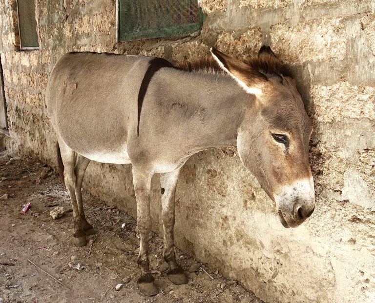 Compassion For Donkeys: Congress Reintroduces The Ejiao Act To End The Cruel Skin Trade