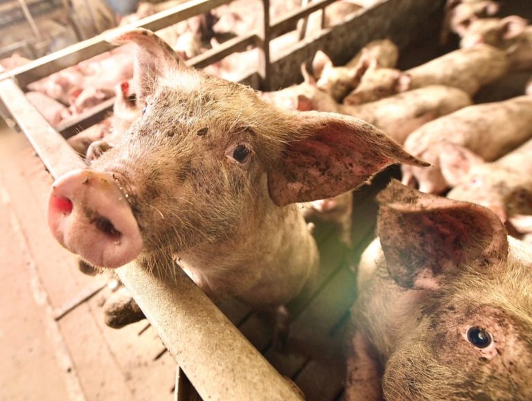 EPA Sued For Letting Slaughterhouses Pollute U.S. Waterways With Untreated Waste