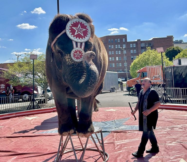 Elephants Threatened With Bullhooks At Murat Shrine Circus In Indianapolis: Take Action!