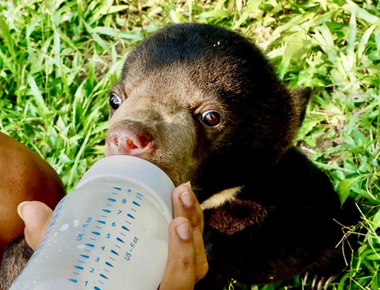 Sun Bear Cub Rescued From The Illegal Wildlife Trade Takes Her First Steps Back Into The Wild