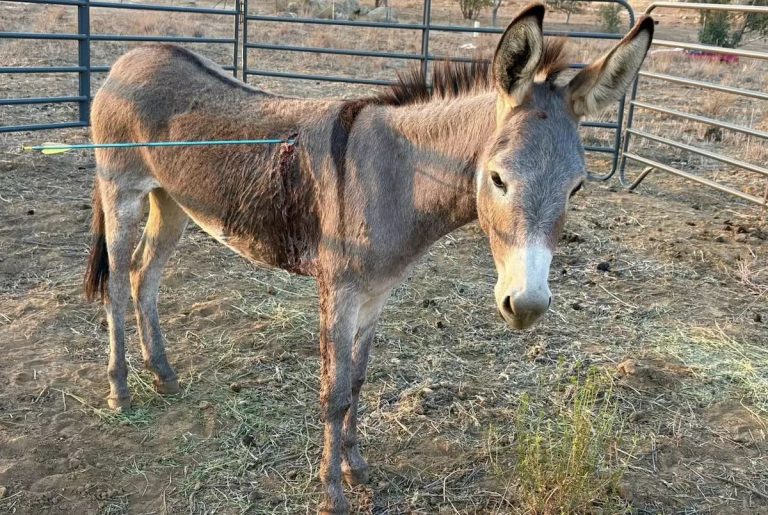$19,000 Reward To Find Culprits In Disturbing Wild Donkey Arrow Shootings In California