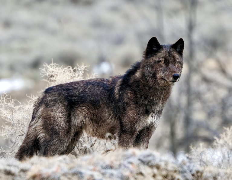Beloved Female Wolf Killed Outside Yellowstone: When Will The War On Wolves End?