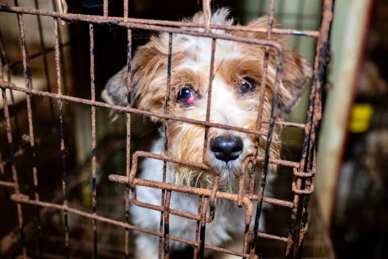Over 100 Dogs Rescued From Alleged Neglect At Breeder’s Home In Maryland