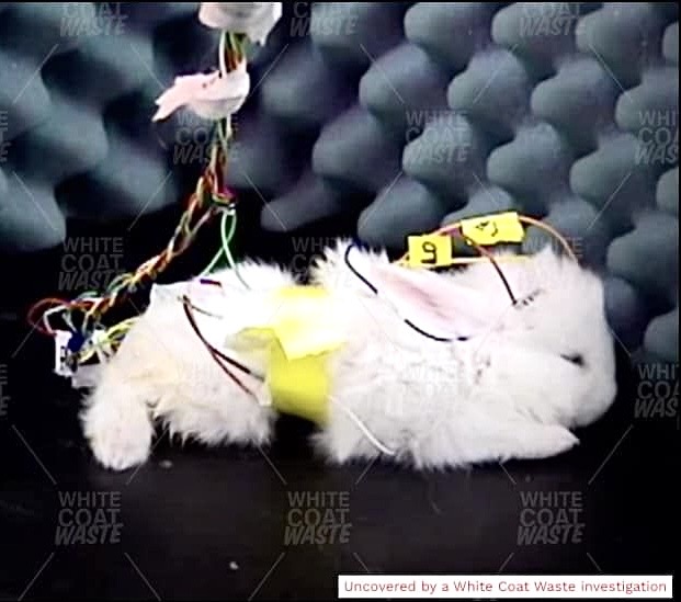 WAN EXCLUSIVE: Baby Rabbits Bred To Die In NIH-Funded Lab— White Coat Waste Unveils Disturbing Animal Abuse