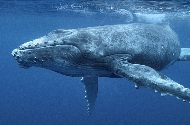 Victory! California Officially Bans Deadly Gillnets In Historic Win For Endangered Marine Life