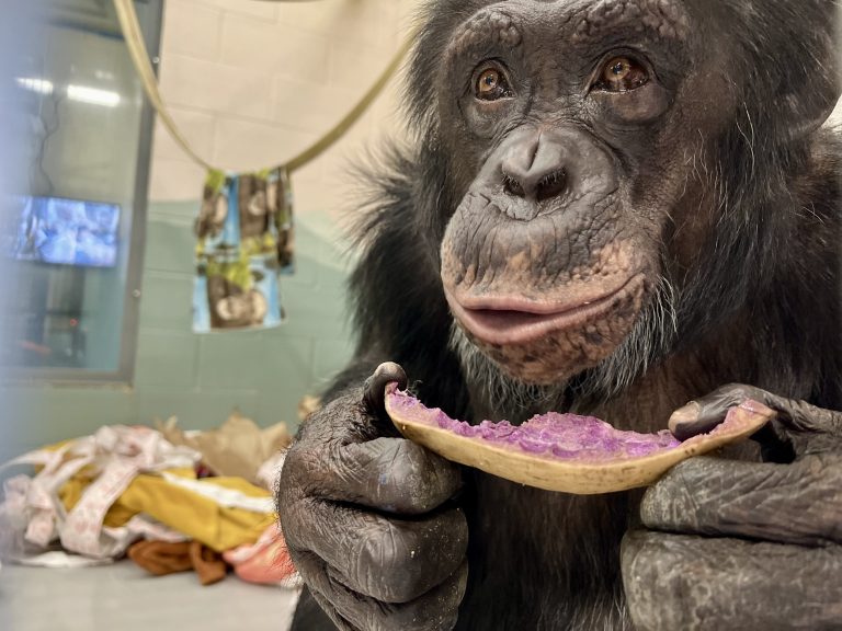 After 13 Years Alone, George The Chimpanzee Begins A New Life At Washington Sanctuary