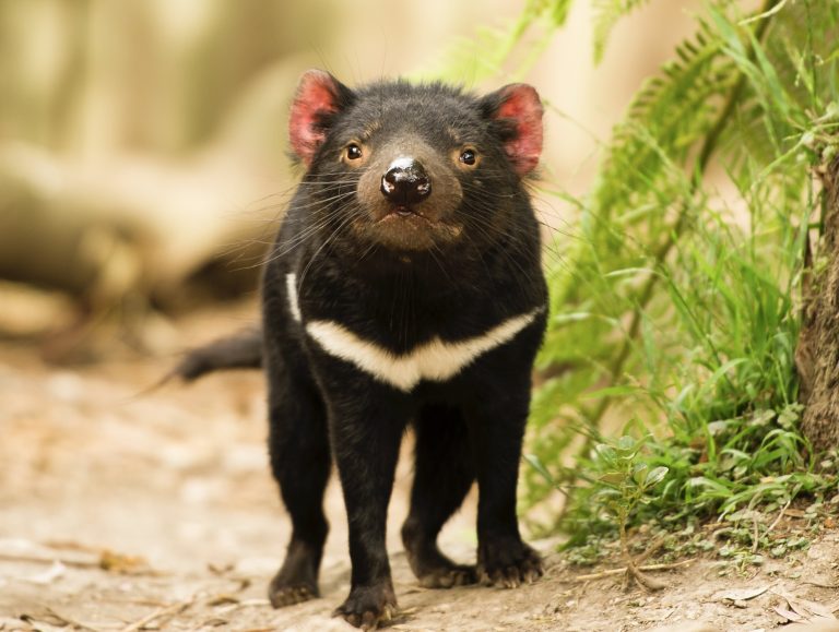 Take Action! Logging Is Destroying Tasmania’s Ancient Forests & Pushing Wildlife To The Brink