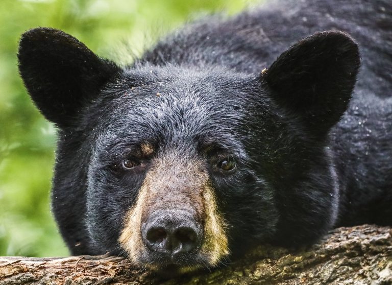 Over 1.2 Million Bears Have Been Slaughtered For Trophies In The U.S. In 25 Years