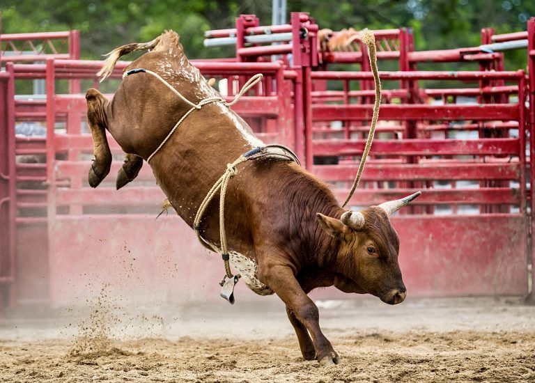 New York City Takes Stand Against Rodeo Animal Abuse With Supermajority Support Of New Bill