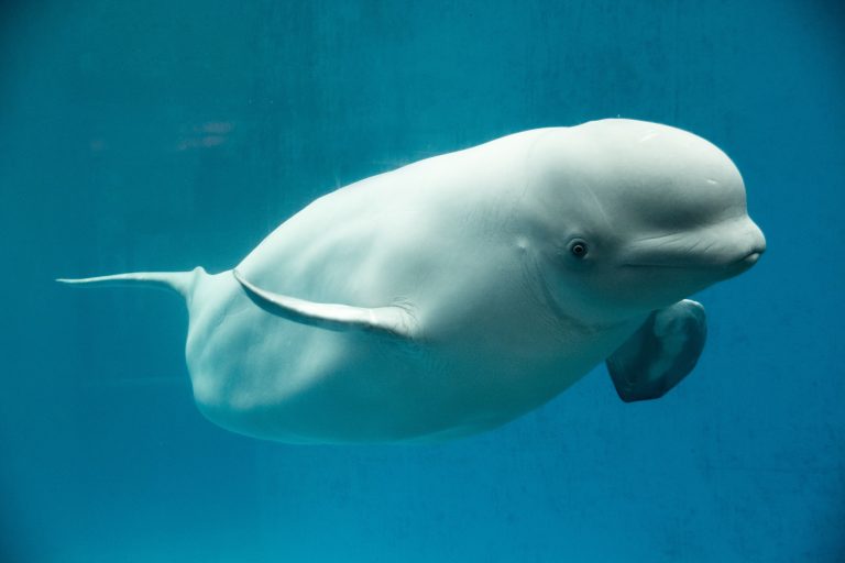 Major Victory! Canada Approves First Whale Sanctuary, Offering Hope & A Future Beyond Captivity
