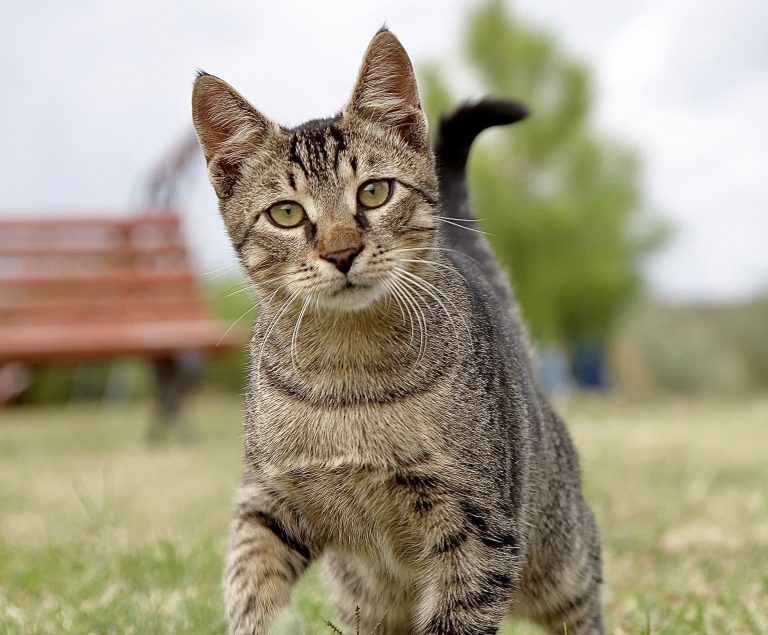 $7,500 Reward For Information On Person Responsible For Shooting Cats With Blow Darts In Maryland